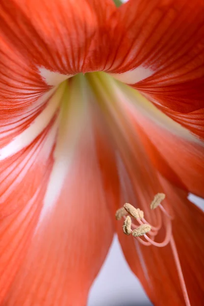 Beau gladiole rouge, gros plan — Photo