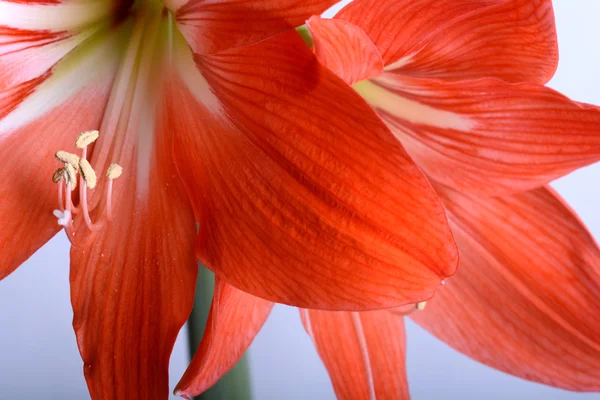 Beautiful red gladiolus, close up — Stock Photo, Image