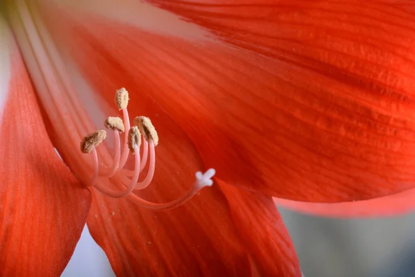 Belo gladíolo vermelho, close-up — Fotografia de Stock