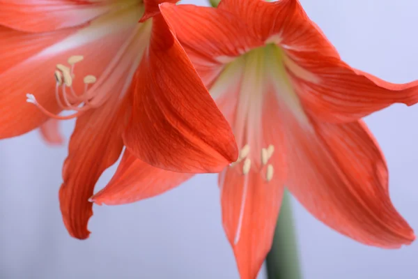 Mooie roze gladiolen, close-up — Stockfoto