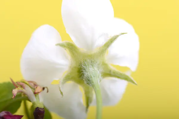 Äpple blommor på våren på vit bakgrund — Stockfoto