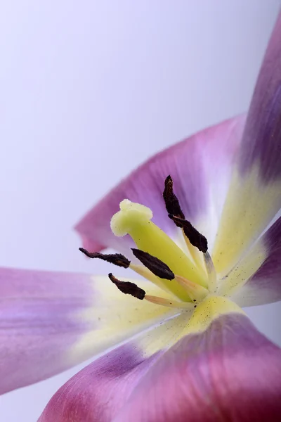 Close-up van bloem — Stockfoto