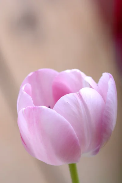 Des tulipes roses. fleur de printemps — Photo