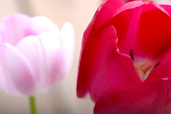 Nahaufnahme von roten Tulpen, Nahaufnahme von Blumen — Stockfoto