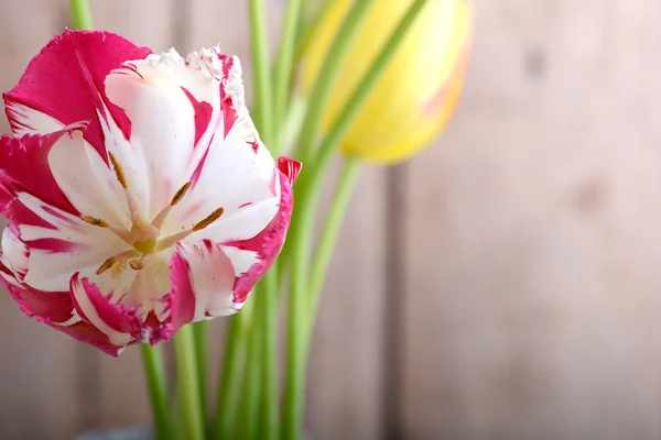Nahaufnahme von roten Tulpen, Nahaufnahme von Blumen — Stockfoto
