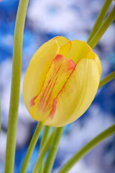Tulipes jaunes près des tulipes rouges — Photo