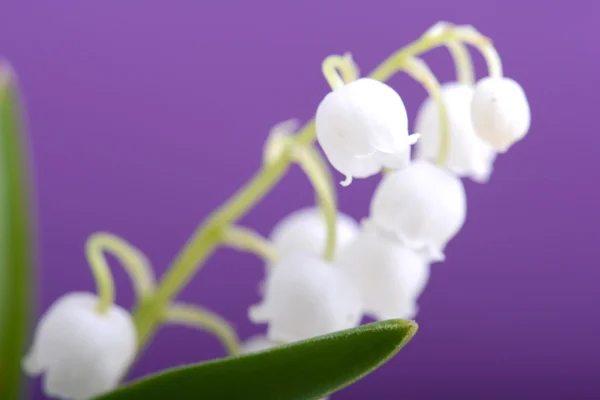 White flowers of lilac — Stock Photo, Image