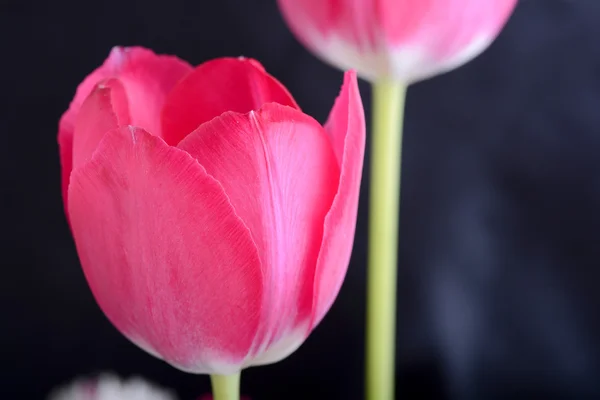 Tulipes rouges sur noir, fleurs — Photo