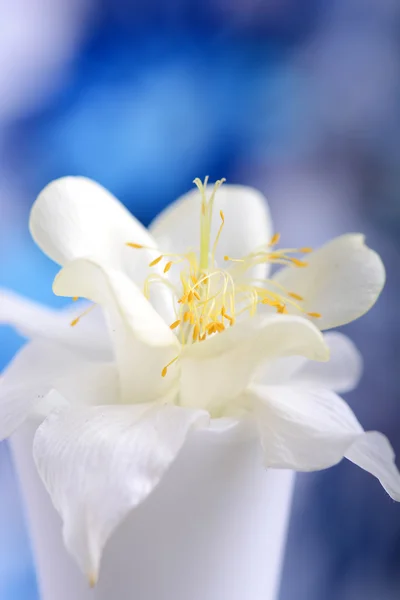 青の背景に白のライラック色の花のクローズ アップ — ストック写真