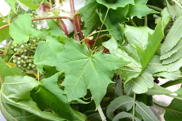 Grönt blad bakgrund — Stockfoto