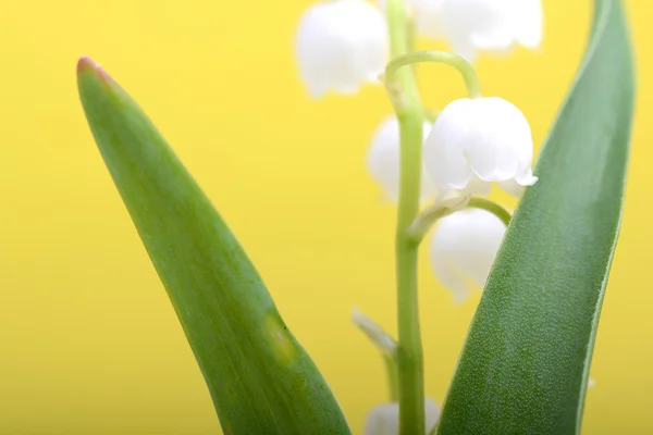 Vita blommor i lila — Stockfoto