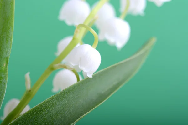 Vita blommor i lila — Stockfoto