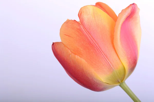 Close up beautiful red tulip flower — Stock Photo, Image