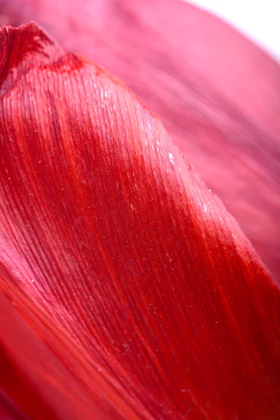 Close up beautiful red tulip flower — Stock Photo, Image