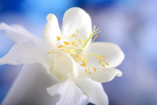 Flores lilás brancas closeup no fundo azul — Fotografia de Stock