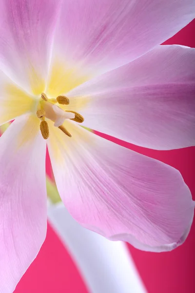 Einzelne Tulpenblüte aus nächster Nähe — Stockfoto