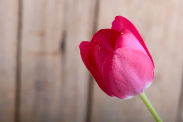 Kırmızı lale. Bahar çiçek — Stok fotoğraf