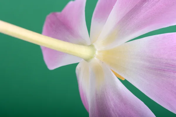 Bunga tulip pink yang indah. Latar belakang bunga musim semi — Stok Foto