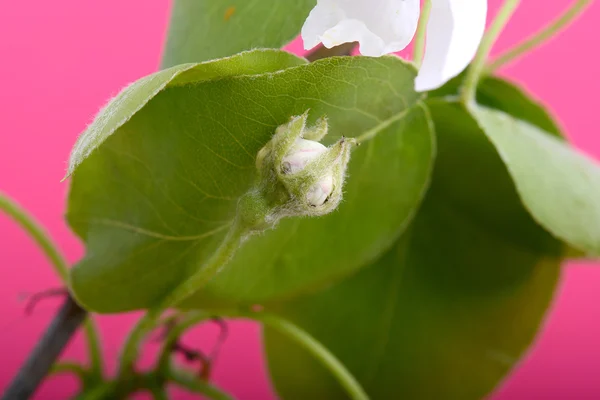 Blume am blühenden Apfelbaum im Frühling aus nächster Nähe — Stockfoto