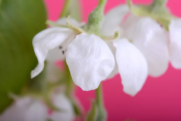 Blomma på blommande äppelträd på nära håll under våren — Stockfoto