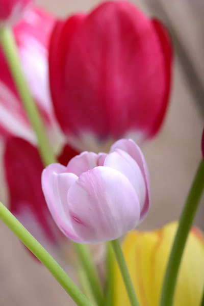 Près des tulipes rouges, près des fleurs — Photo