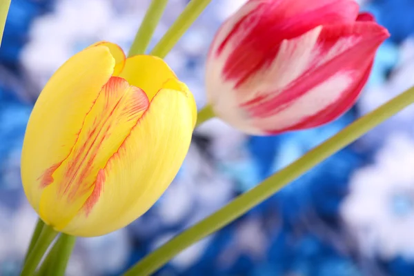Gelbe Tulpen aus nächster Nähe zu roten Tulpen — Stockfoto