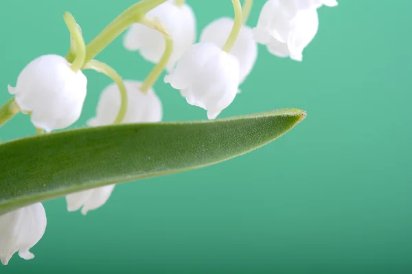 Close up white flowers of lilac — Stock Photo, Image