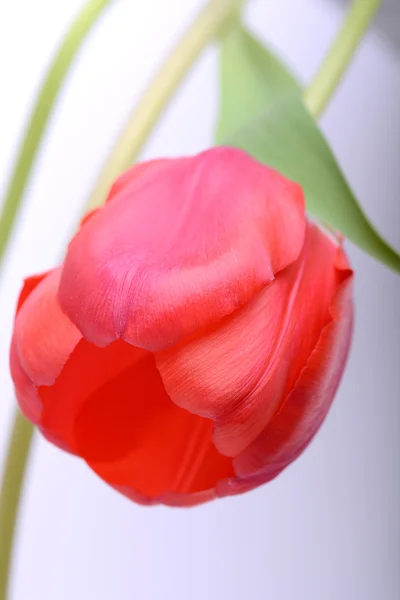 Cerca de hermosa flor de tulipán rojo — Foto de Stock