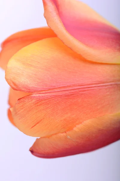 Close up beautiful red tulip flower — Stock Photo, Image