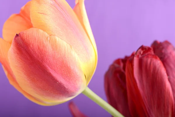 Güzel kırmızı lale, yakın çekim çiçek — Stok fotoğraf
