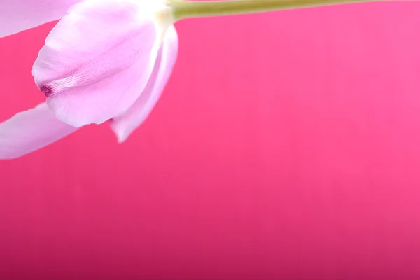 Close up of Pink tulips in the red background — Stock Photo, Image