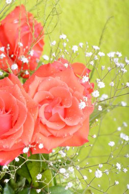 Kırmızı gül doğal ve tatil geçmişi