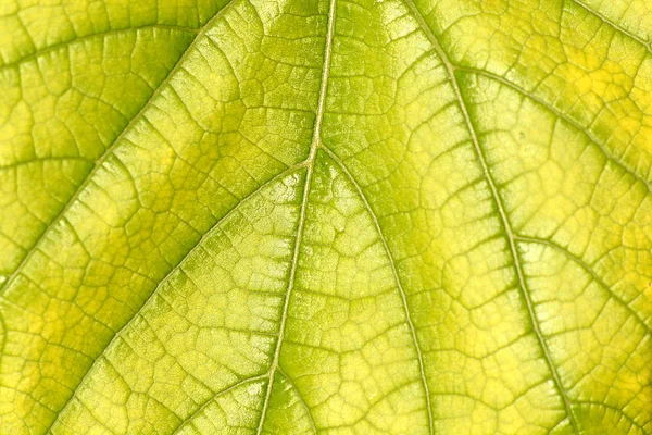 Liść zielony z bliska natura — Zdjęcie stockowe