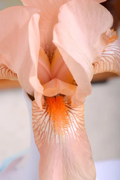 A close-up of an orange Easter cactus bloom. — Stock Photo, Image