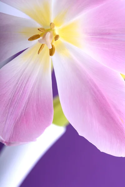 クローズ アップの 1 つのチューリップの花 — ストック写真