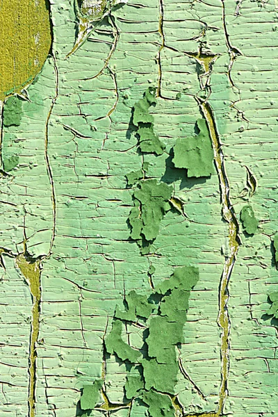 Old wood tree bark texture with green moss — Stock Photo, Image