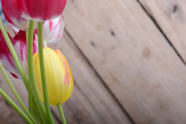 Červené tulipány a žlutý květ Tulipán — Stock fotografie