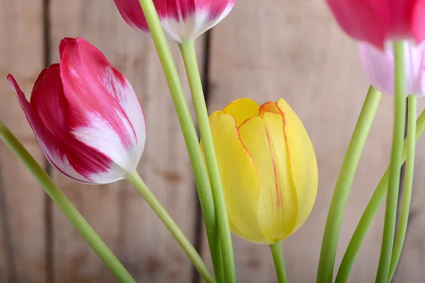 Rote Tulpen und gelbe Blütentulpe — Stockfoto