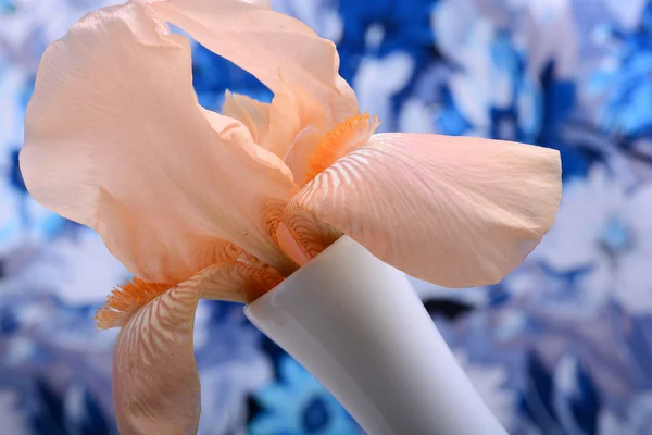 Beautiful petals of an orange flower on blue background — Stock Photo, Image