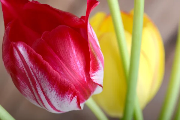 Rode tulpen en gele bloem tulip — Stockfoto