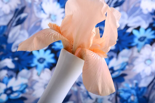 Beautiful petals of an orange flower on blue background — Stock Photo, Image