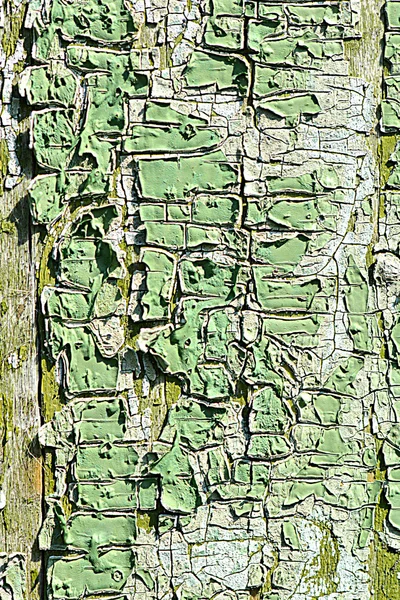 Старі зелені тріщини текстури кори дерева — стокове фото