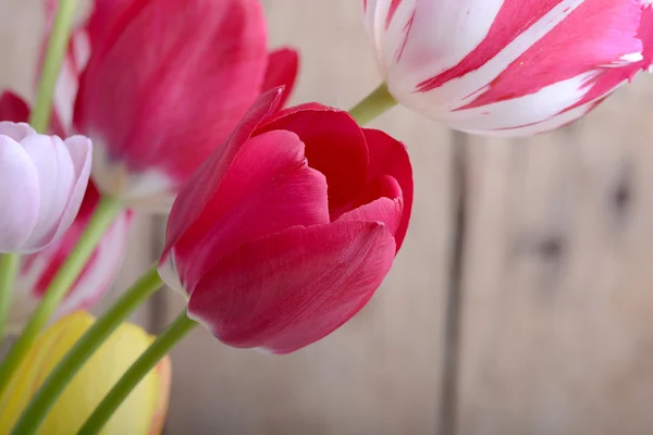 Tulipes rouges et tulipes à fleurs jaunes — Photo