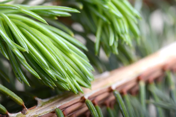 Close-up of a Christmas tree — Stock Photo, Image