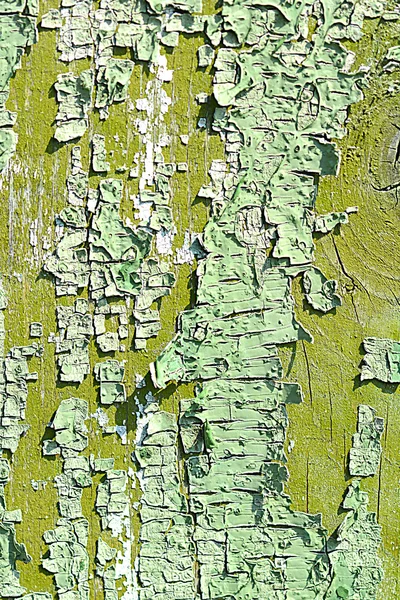 Oude eikenboomschors textuur — Stockfoto