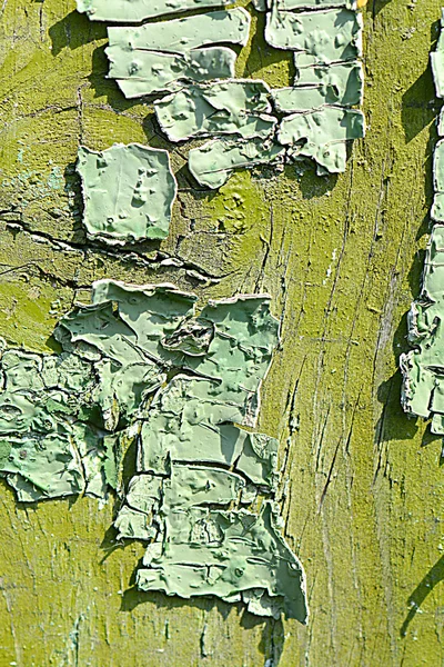 Alte grüne Baumrinde Textur Nahaufnahme — Stockfoto