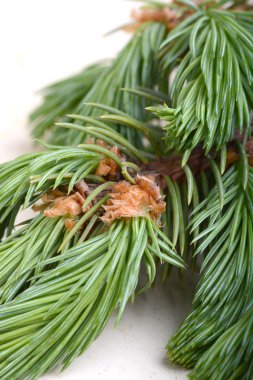 arka plan doku olarak FIR-iğne ağaç dalları kompozisyon