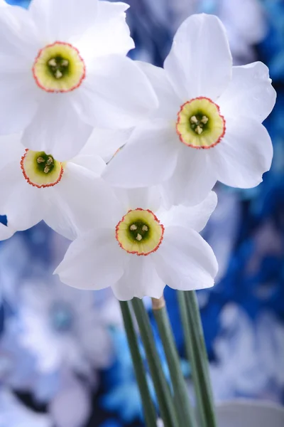 Yellow and white narcissuses — Stock Photo, Image