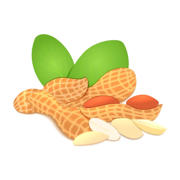 Векторная иллюстрация арахисового ореха. Горстка орехов в раковине и обстрелах, листья. Вкусное изображение на белом фоне орехов для печати на упаковке, рекламы здоровой пищи — стоковый вектор