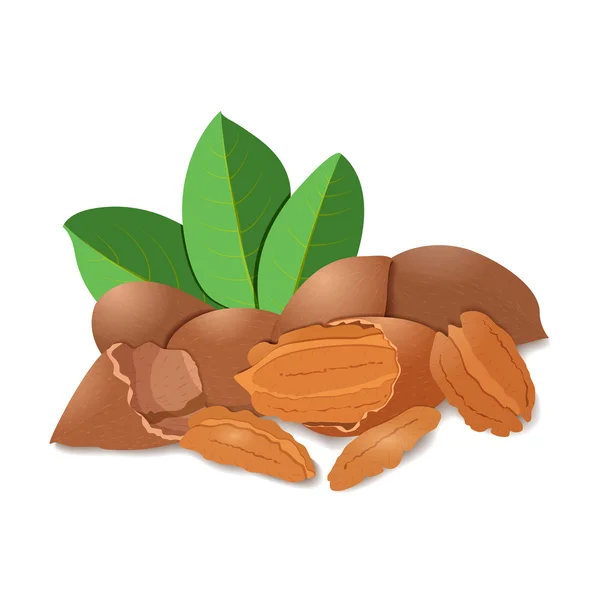 Vektor ilustrasi kacang kemiri. Beberapa kacang pikan bercangkang di shell dan dikupas, daun. Tasty Image on white background nuts for printing on packaging, advertising of healthy foods - Stok Vektor